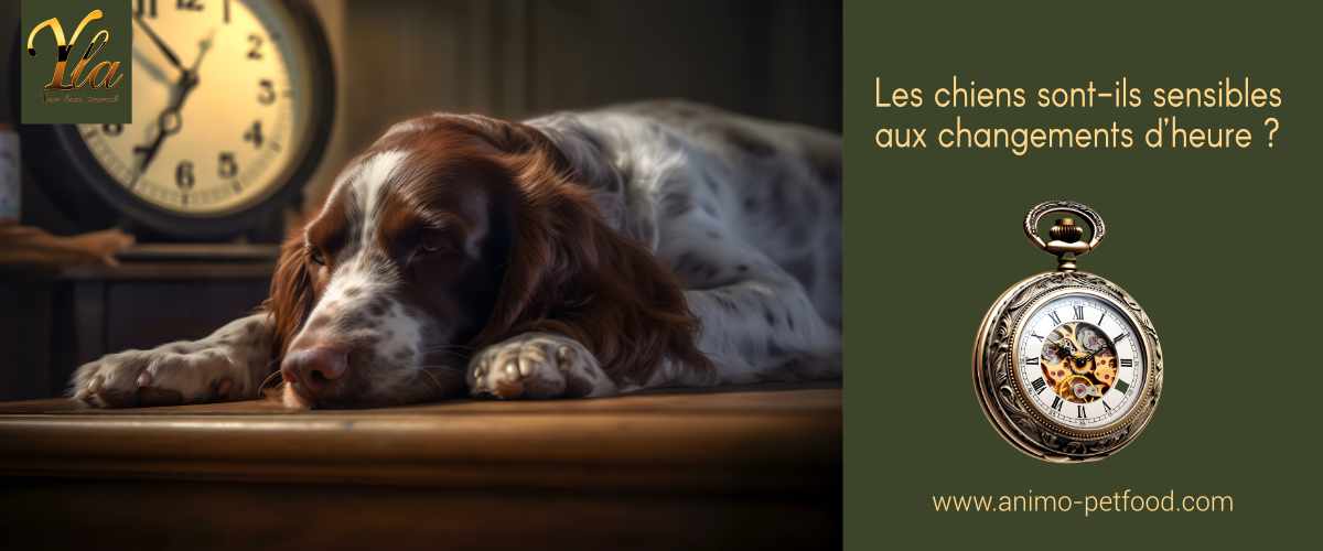 les-chiens-sont-ils-sensibles-aux-changements-dheure